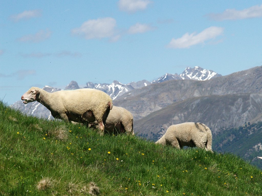 Weißes Alpenschaf